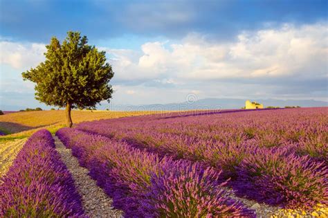 Beautiful Blooming Purple Lavender Fields Near Valensole In Provence
