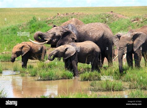 A Thirsty Herd Of Elephants At The Waterhole In The Kenyan Savannah