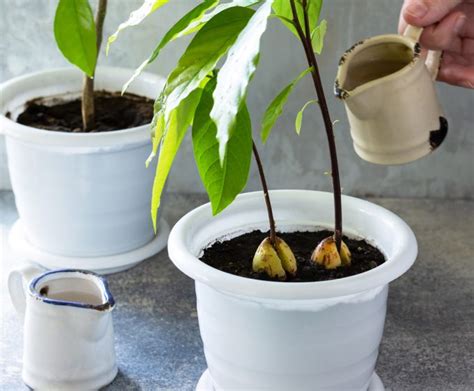 Cultivar aguacate en casa primero en agua y después en maceta