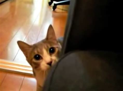 Dramatic Stalking Cat Screamer Wiki