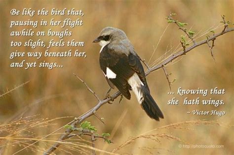 Be Like The Bird Who Pausing In Her Flight Awhile On Boughs Too