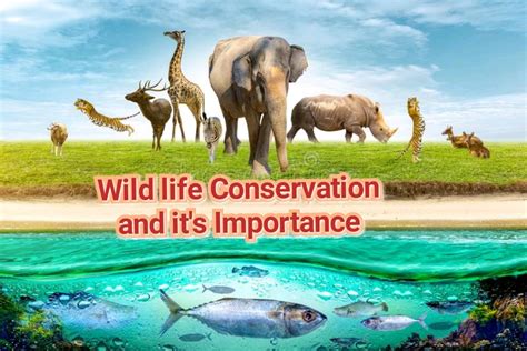 Philosophy And Significance Of Wildlife Conservation By