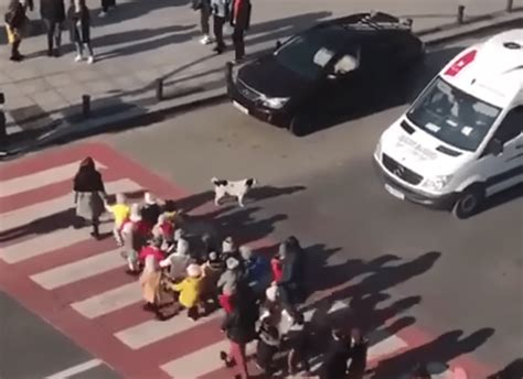 Video Viral Perro Callejero Ayuda A Niños A Cruzar La Calle Y Se