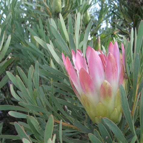 Protea Repens Red Seeds Buy Online