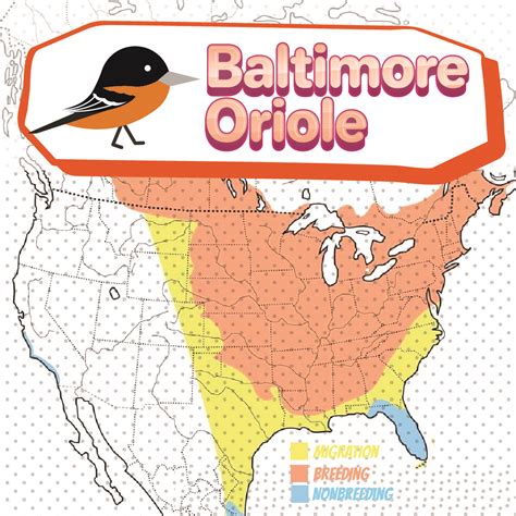 Baltimore Oriole Migration Bird Watching Academy