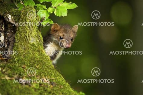 Quick Pine Marten Peeking O By Wildmedia Mostphotos
