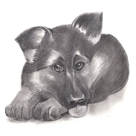 German Shepherd Sketch German Shepherd Puppy Pencil Drawing
