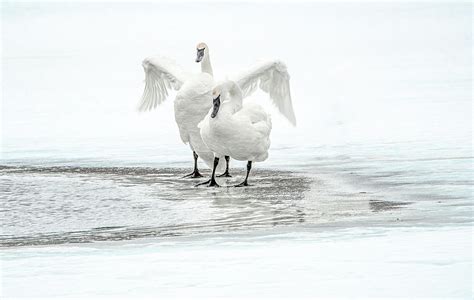 Trumpeter Swans Natural Elegance And Grace Photograph By Marcy