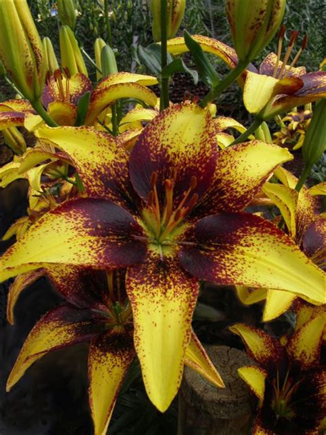 Tigerplay Asiatic Lily Bulb