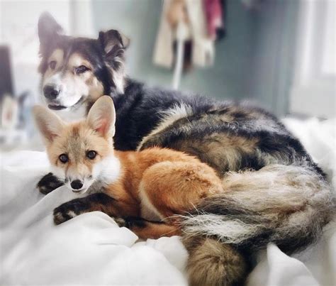 Unlikely Best Friends Juniper The Fox And Moose The Dog Raww