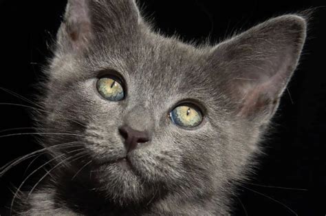 Russian Blue Maine Coon Mix Meet This Gorgeous Mixed Breed