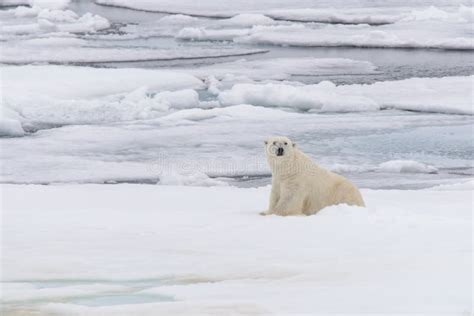 Polar Bear On The Pack Ice North Of Spitsbergen Island Stock Photo