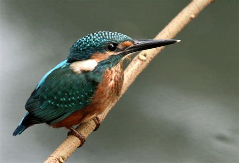 Filecommon Kingfisher I Picture 115 Wikipedia The Free Encyclopedia