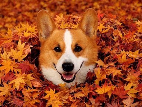 19 Corgis That Are Super Excited For Fall Corgi Cute Corgi Corgi Dog