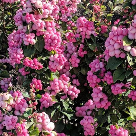 Pinky Promise Snowberry Van Wilgens Garden Center