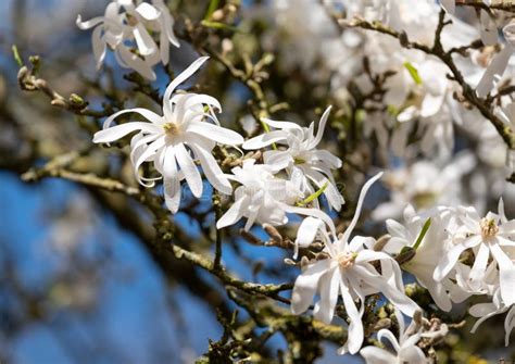 Close Up Of Beautiful White Magnolia Flowers Photographed In Spring In