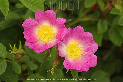 Sweet Briar Rose Stock Photo Minden Pictures