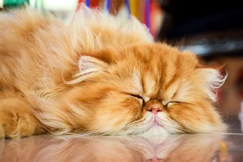 Why Do Cats Sleep So Much Britannica