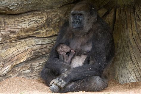 Mother Gorilla Introduces Baby To Troop Youtube