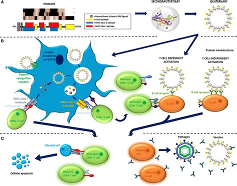 Hepatitis b is a liver disease that results from infection with the hepatitis b virus (hbv) and is spread through contact with infected body fluids or blood on the way to the sustainable development goals 2030: Frontiers | Designs of Antigen Structure and Composition ...