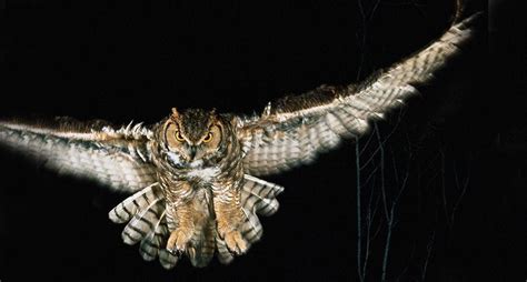 Why Are Some Animals Nocturnal Animal Encyclopedia