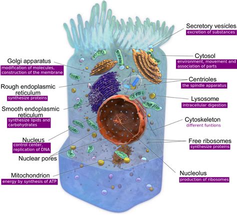 Tour Of An Animal Cell Organelle Functions Organelle Chart Key