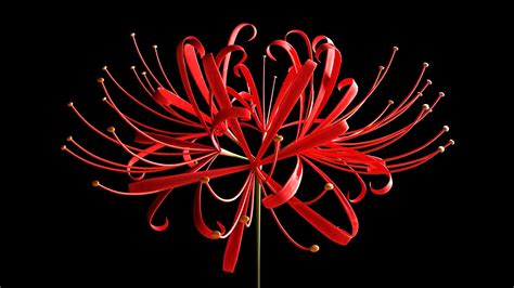 Beautiful Red Spider Lily Flowers Or Lycoris Radiata Isolated On