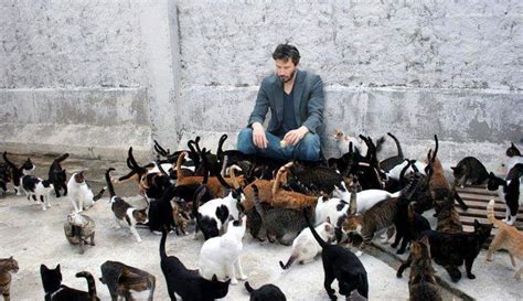 Keanu Reeves And All The Kitties Keanu Reeves Crazy Cat Lady Starter