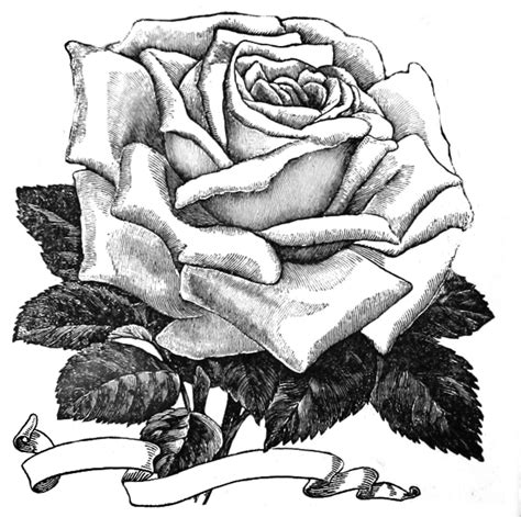Coloring pages of roses with banners. Rose Clipart