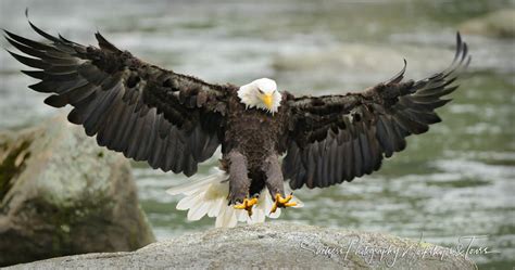 Bald Eagles Wing Stretch Shetzers Photography