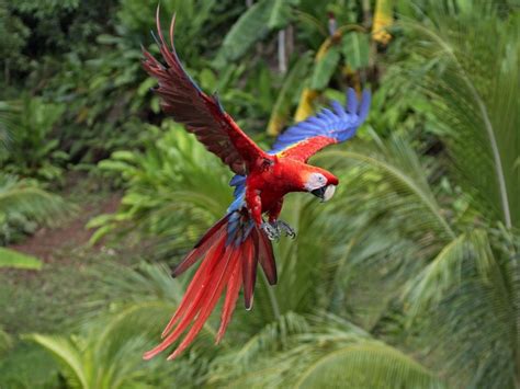 Scarlet Macaw Latest Facts All Wildlife Photographs