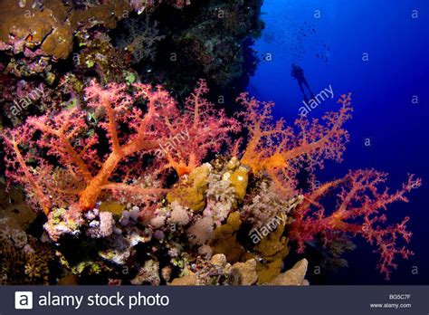 Red Sea Coral Reefs Underwater Soft Coral Tropical Reef
