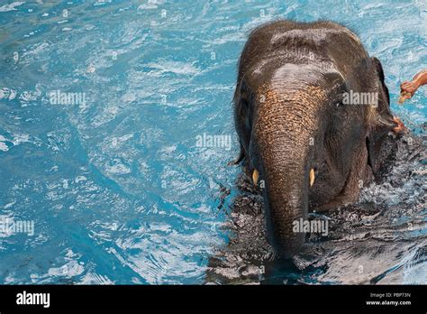 Baby Elephant Playing In Water Stock Photo Alamy