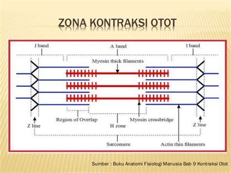 Otot biseps mrupakan otot fleksor (untuk membengkokkan) dan otot triseps merupakan otot ekstensor (untuk meluruskan). BIOLOVERS: Ringkasan materi SISTEM GERAK MANUSIA