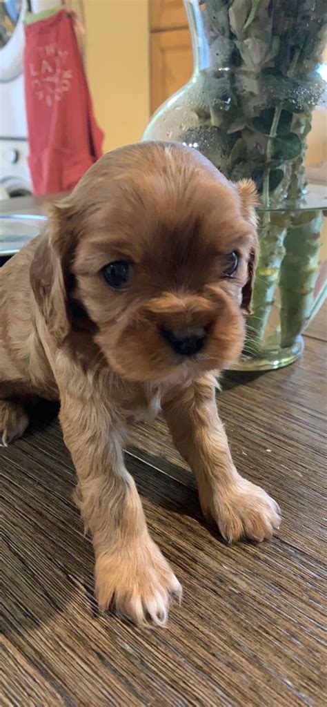 Kingdomcavs is please to announce we have male blenheim cavalier king charles spaniel available on limited register solely to loving pet. Cavalier King Charles Spaniel Puppies For Sale | West ...