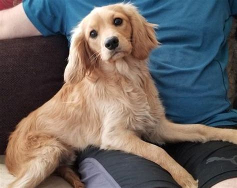 Miniature Golden Retriever Puppy For Sale Adoption Rescue For Sale