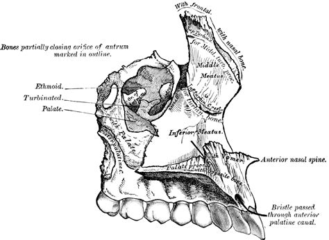 Learn about how they function and support other parts of your body. Maxilla | ClipArt ETC