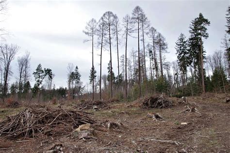 Penebangan Hutan Secara Liar - Pengertian, Hukum & Dampak