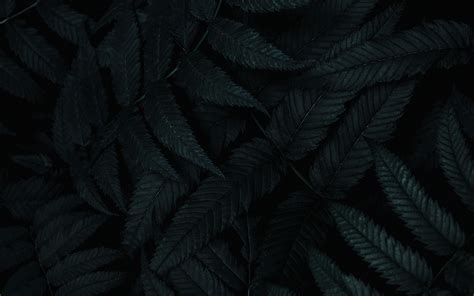 Black Leaves Wallpapers Top Những Hình Ảnh Đẹp