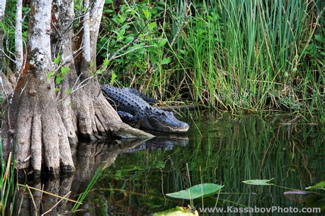 Alligator In Mangrove Trees In The Everglades National Par Flickr