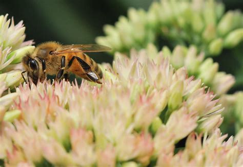 Fuzzy Honey Bee Photograph By Michelle Diguardi Pixels