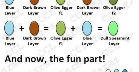 Duck Egg Color Chart