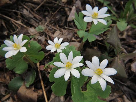 Bloodroot A Medicinal Plant Remedie Flickr