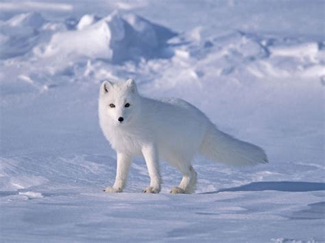 Arctic Foxes Too Beautiful For Their Own Good Wild Edens Project