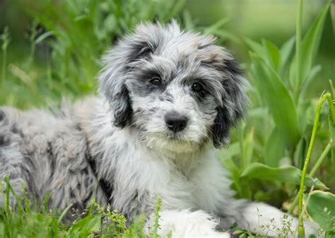 Aussiedoodle Personality Traits And Facts Great Pet Care