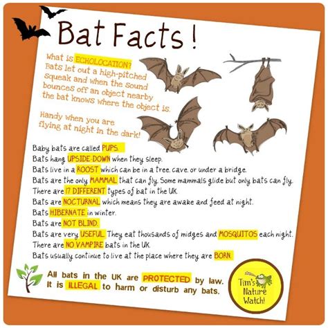 Bat Facts Printable