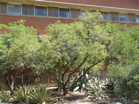 Find Trees And Learn University Of Arizona Campus University Of
