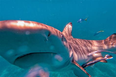 Sharks On The Great Barrier Reef Cairns Tours