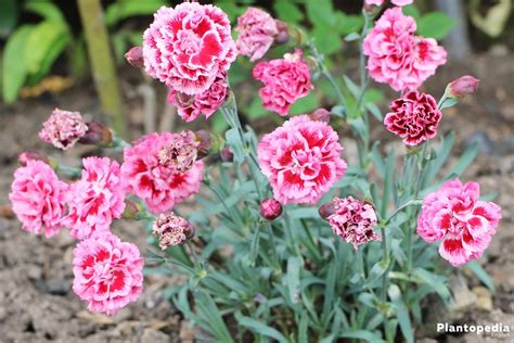 Dianthus Flowers How To Grow And Care Dianthus Plants Plantopedia