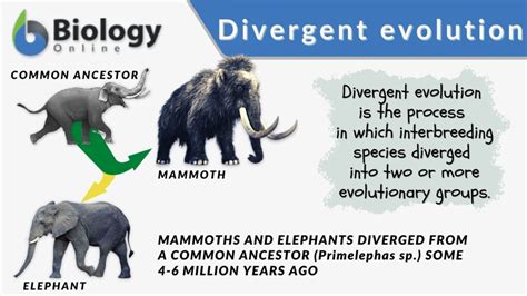 Divergent Evolution Definition And Examples Biology Online Dictionary